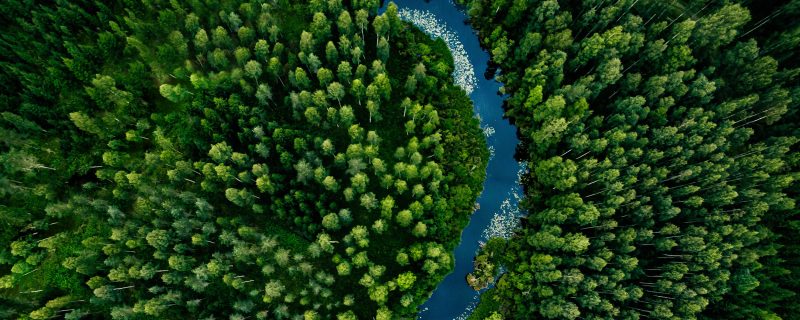 Aerial view of green grass forest with tall pine trees and blue bendy river flowing through the forest to represent sustainability